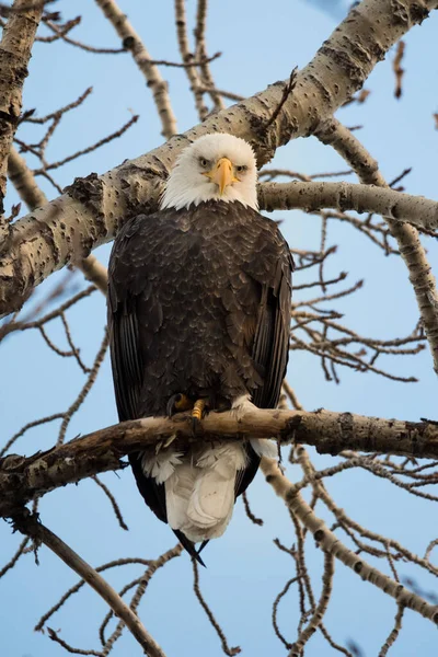 Bald Eagle perching in a tree at sunset looking at the camera. Bald Eagle bird of prey perched on a tree branch portrait