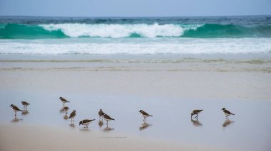 Kumlu bir kumsalda yarı palmiye kuşları (Charadrius semipalmatus)