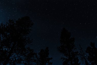 Gece gökyüzünde yıldızlar, orman ağacı siluetinin üzerinde.