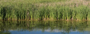 Sazlıklar ve uzun otlar sığ sularda. Doğa ve çevresel sulak arazi arka planı