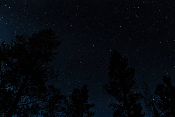 Stars in the night sky over the forest tree silhouette landscape