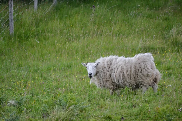 Einzelne Schafe Weiden Auf Einer Grasgrünen Wiese Schottischen Hochland Vieh — Stockfoto