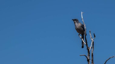 California Scrub Jay (Aphelocoma calizina) bir ağaç dalına tünemiş kuş ve mavi gökyüzü arkaplanı kopya alanı ile