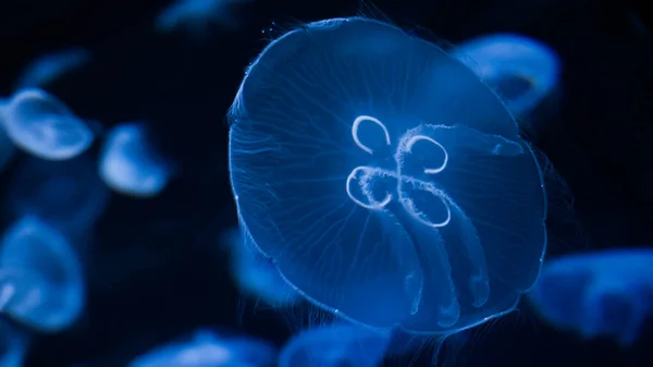 Blue jellyfish in deep ocean water background. Mysterious jellyfish glowing in the dark underwater oceanography