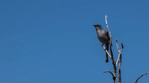California Scrub Jay Aphelocoma Californica Vogel Neergestreken Een Boomtak Blauwe — Stockfoto