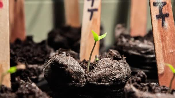 Растение Томатов Растет Течением Времени Маленькое Зеленое Растение Прорастает Растет — стоковое видео