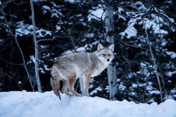 Wild Coyote (Canis latrans) hunting in a snowy winter forest