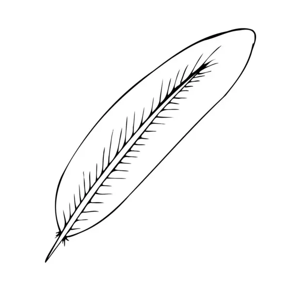 Plume Oiseau Noir Blanc Style Doodle — Image vectorielle