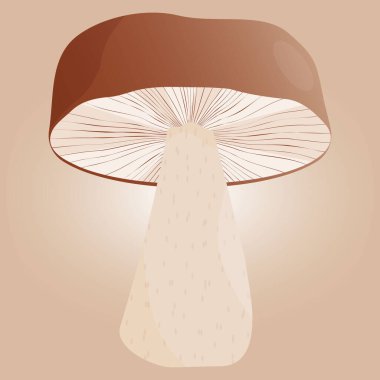 Renkli arka planda beyaz mantar boletus vektörü. Sonbahar ormanı elementi