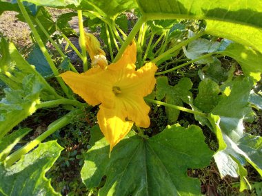 Doğal ortamda çiftçinin bahçesinde kabak çiçeği