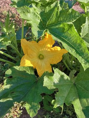 Bahçedeki doğal ortamda kabak çiçeği