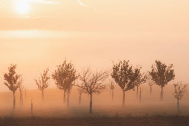 Çek Cumhuriyeti 'nin Güney Moravya Hodonin Bölgesi' nin kayan, pastoral kırsal manzarasında dikilen ağaçlar arasında atmosferik ve ruhani gün doğumu sisi ve sis.