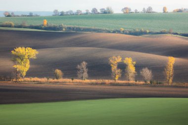 Çek Cumhuriyeti, Güney Moravya 'da Hodonin Bölgesi' nin kayan tepeleri ve kırsal manzarası arasında altın ağaçlar ve ışık.