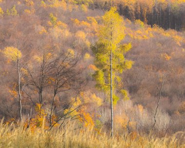 Güney Moravya, Çek Cumhuriyeti 'nde sonbahar boyunca bir yamaçta altın ağaçlar.