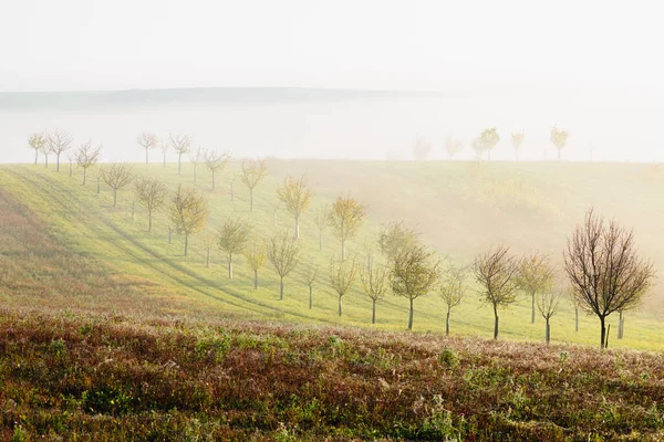 Sfeervolle Etherische Ochtendnevel Mist Tussen Geplante Bomen Het Glooiende Pastorale — Stockfoto
