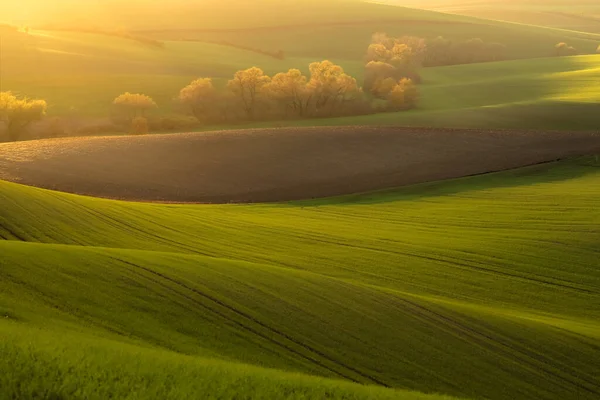 Goldener Sonnenaufgang Oder Sonnenuntergang Über Den Bäumen Der Bäuerlichen Ackerlandschaft — Stockfoto
