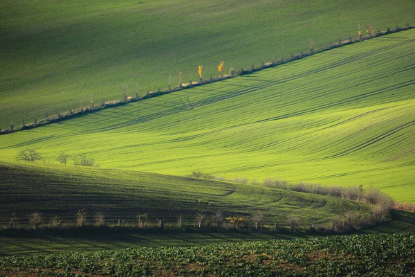 Schichten Und Muster Des Landwirtschaftlichen Ackerlandes Den Sanften Hügeln Und — Stockfoto