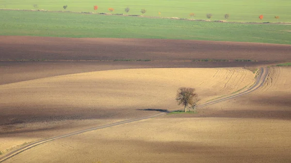 Samotne Drzewo Polu Uprawnym Gleby Roślin Uprawnych Wsi Wiejski Krajobraz — Zdjęcie stockowe
