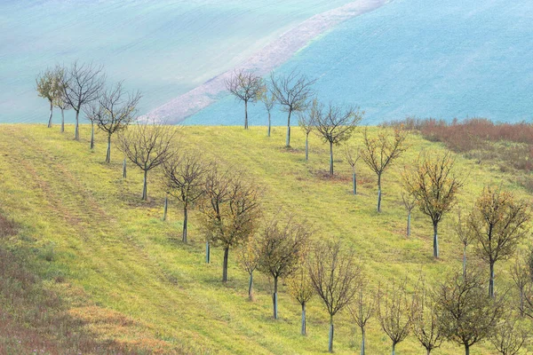 Rijen Van Jonge Geplante Bomen Een Heuvel Het Platteland Glooiende — Stockfoto