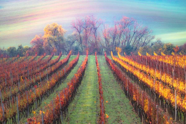 Gouden Zonsopgang Zonsondergang Boven Een Kleurrijke Wijngaard Heuvel Het Platteland — Stockfoto