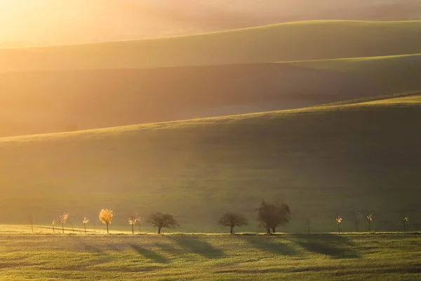 stock image Golden sunrise or sunset light over the countryside trees in the rural farmland landscape of the Hodonin District in South Moravia, Czech Republic.