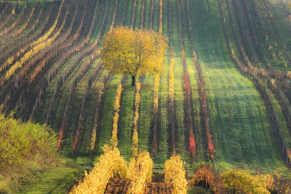 Samotne Drzewo Jesienią Kolorowych Winnicach Pagórkowatych Wzgórzach Wiejskim Krajobrazie Rolniczym — Zdjęcie stockowe