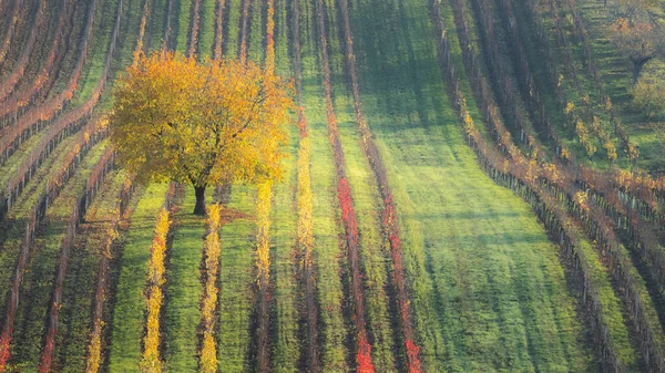 Ein Einsamer Baum Herbst Einem Farbenfrohen Weinberg Den Sanften Hügeln — Stockfoto