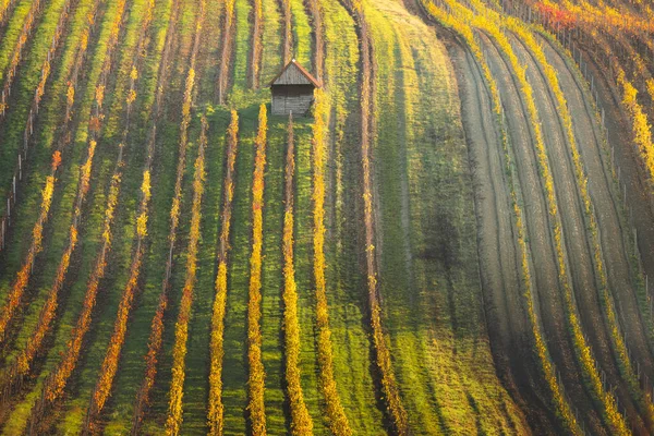 Een Eenzame Schuur Herfst Een Kleurrijke Wijngaard Glooiende Heuvels Het — Stockfoto