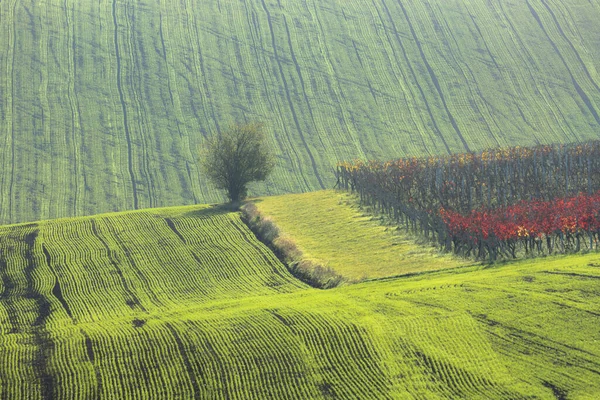 捷克共和国南摩拉维亚农田里滚动的农村景观和葡萄园上的农业拖拉机轨道 — 图库照片