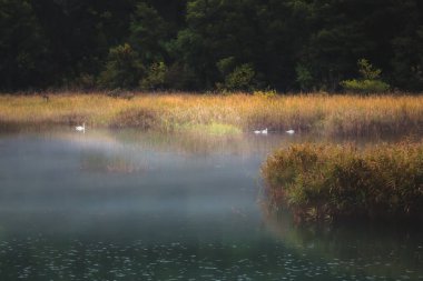 Hırvatistan 'daki Krka Ulusal Parkı' nda huzurlu bir sabahta beyaz kuğularla kaplanmış kasvetli, puslu bir gölet..