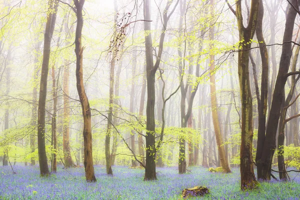 Nebelige Atmosphärische Waldlandschaft Mit Buchen Und Frühlingsglocken Hyacinthoides Non Scripta — Stockfoto