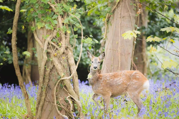 Young Female Roe Deer Capreolus Capreolus Alert Spring Meadow Bluebell — Stock Photo, Image