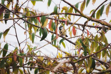 Wildlife portrait of a small Great Tit (Parus Major) songbird perched on a tree branch in Fife, Scotland, UK.