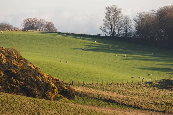 Pittoresco Rurale Paesaggio Campagna Ondulato Con Pecore Pascolo Una Collina — Foto Stock