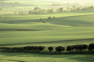Kennoway, Fife, İskoçya, İngiltere dışındaki yeşil pastoral tarım arazisi manzarası.