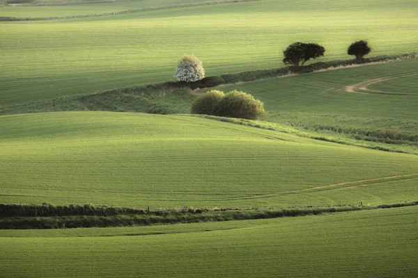 Scenic Rolling Landscape View Green Pastoral Farmland Kennoway Fife Schotland — Stockfoto