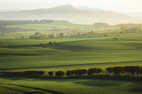 Panorama Paesaggistico Ondulato Attraverso Verdi Terreni Agricoli Pastorali Lomond Hills — Foto Stock