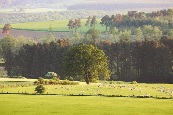 목초지 건너편의 풍경은 그루와 스코틀랜드 근처에 모습을 보여준다 — 스톡 사진