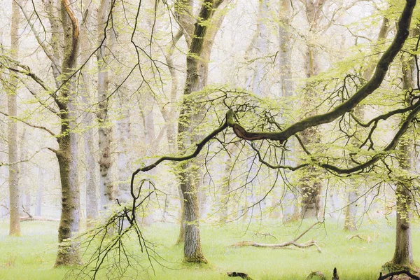 A long beech tree branch encroaching on an Oak tree woodland forest at Kinclaven Wood in Perth and Kinross, Scotland, UK.