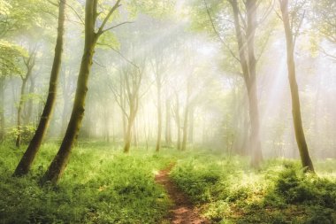 Bir yaz sabahı Aberdour, Fife, İskoçya, İngiltere 'de kasvetli bir orman sisi ve sisli, ruhani, atmosferik orman manzarası boyunca doğa yürüyüşü..