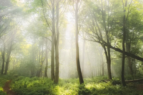 Ätherische Stimmungsvolle Waldkulisse Mit Stimmungsvollem Waldnebel Und Nebel Einem Sommermorgen — Stockfoto