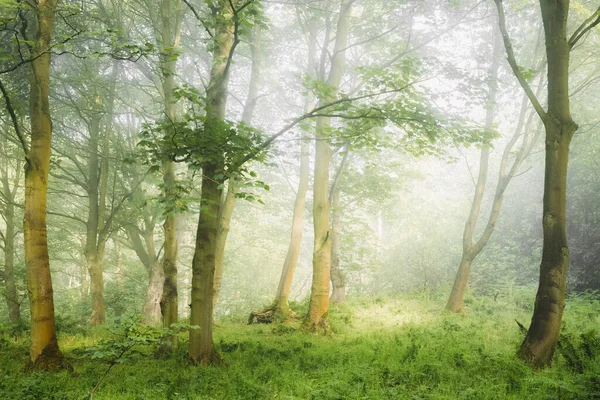 Ätherische Stimmungsvolle Waldkulisse Mit Stimmungsvollem Waldnebel Und Nebel Einem Sommermorgen — Stockfoto