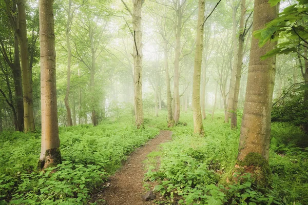 Ein Naturwanderweg Durch Eine Ätherische Stimmungsvolle Waldkulisse Mit Stimmungsvollem Waldnebel — Stockfoto