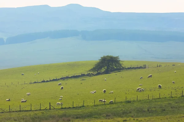 Albero Solitario Pecore Pascolo Campo Agricolo Rurale Nel Paesaggio Rurale — Foto Stock