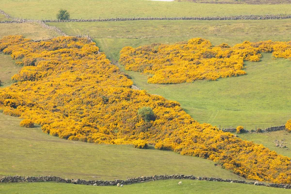 Yellow Common Gorse Ulex Whin Furze Rural Countryside Farmland Lomond — Stock Photo, Image