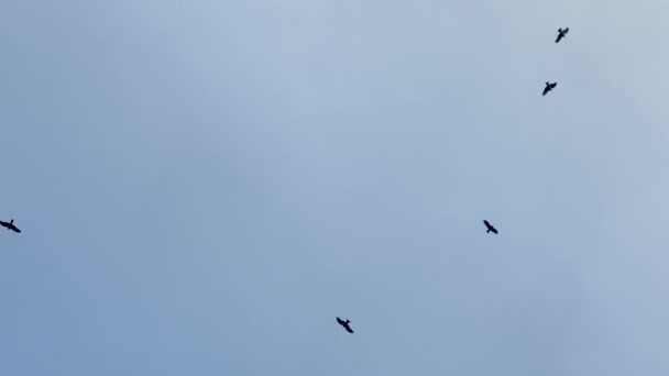 Tientallen Vogels Vliegen Blauwe Lucht Trage Beweging Video — Stockvideo