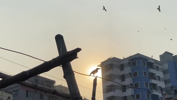 Pájaro Silueta Encaramado Estructura Bambú Contra Sol Una Ciudad Disparo — Vídeo de stock