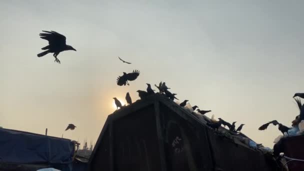 Pássaros Voando Torno Lixeira Amanhecer Conceito Poluição — Vídeo de Stock