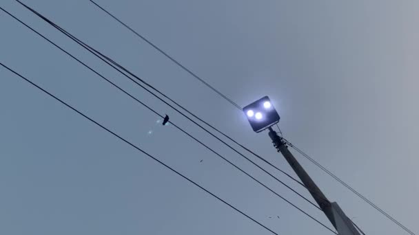 Zwarte Raaf Neergestreken Elektrische Draden Onder Elektrisch Lampje Tegen Blauwe — Stockvideo