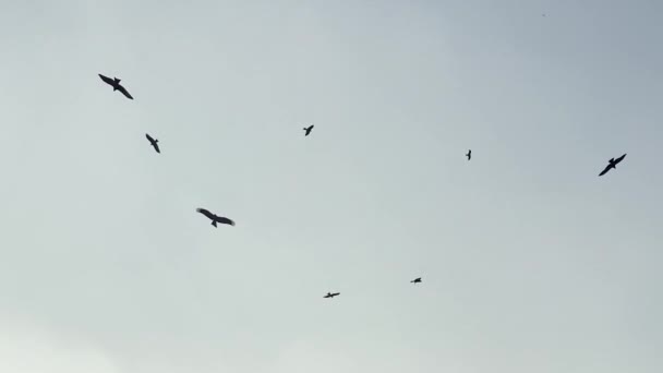 Flock Crows Flying Sky Videos — Stock Video